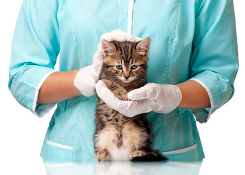 Krebs bei Katzen: Fallberichte und Verlauf der Krebstherapie mit Ozon