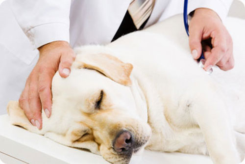 behandlungsablauf bei der krebstherapie mit Ozon für Hund und Katze