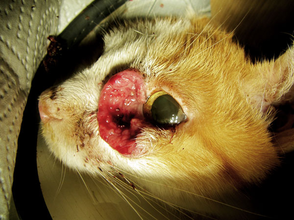 Plattenepithelkarzinom bei der Katze an Ohr und Auge: vor Start der Krebstherapie mit Ozon