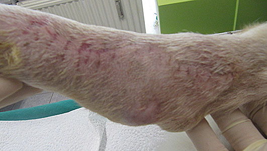 Heilungszustand des Beins wenige Wochen nach der Operation: der bösartige Spindelzelltumor beim Hund ist verschwunden.