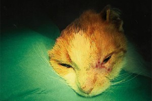 Plattenepithelkarzinom bei Katze an Auge und Ohr